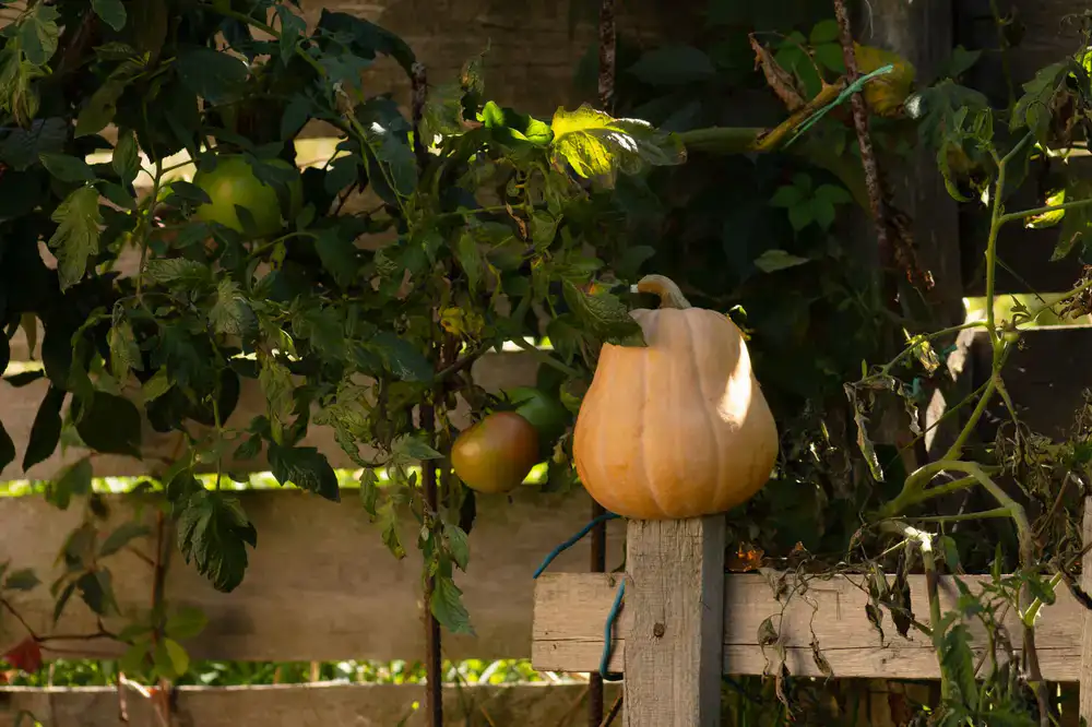 A beautifully organized virtual farm garden