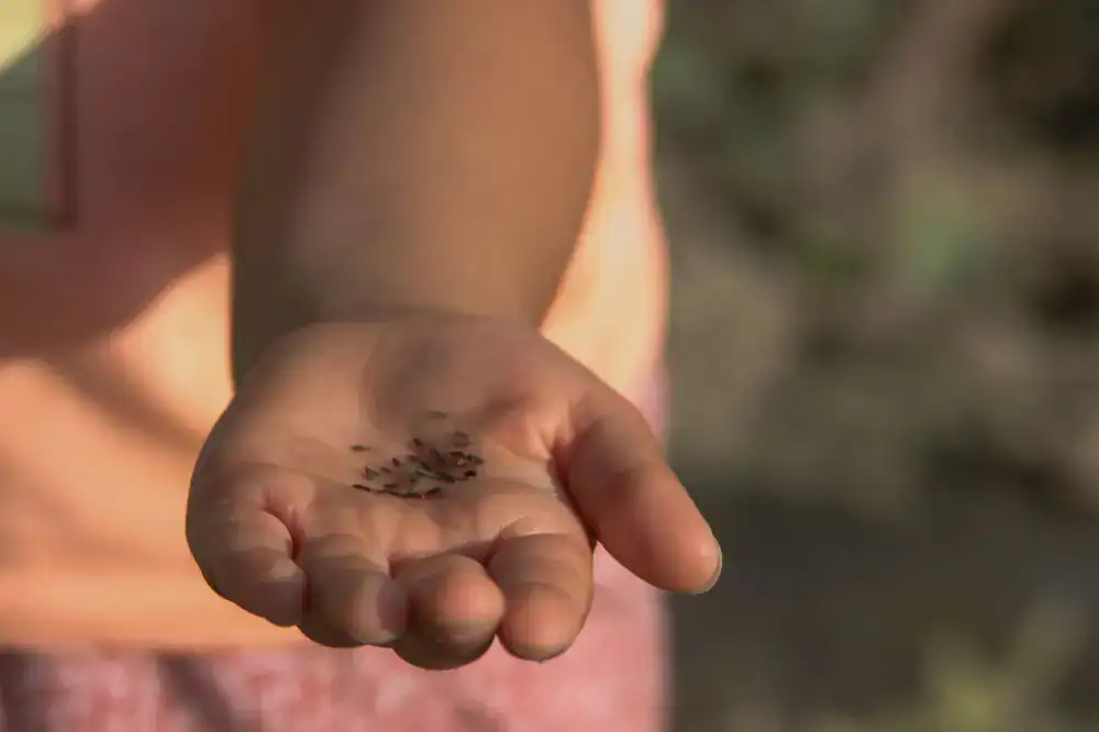 Sowing seeds in dark soil