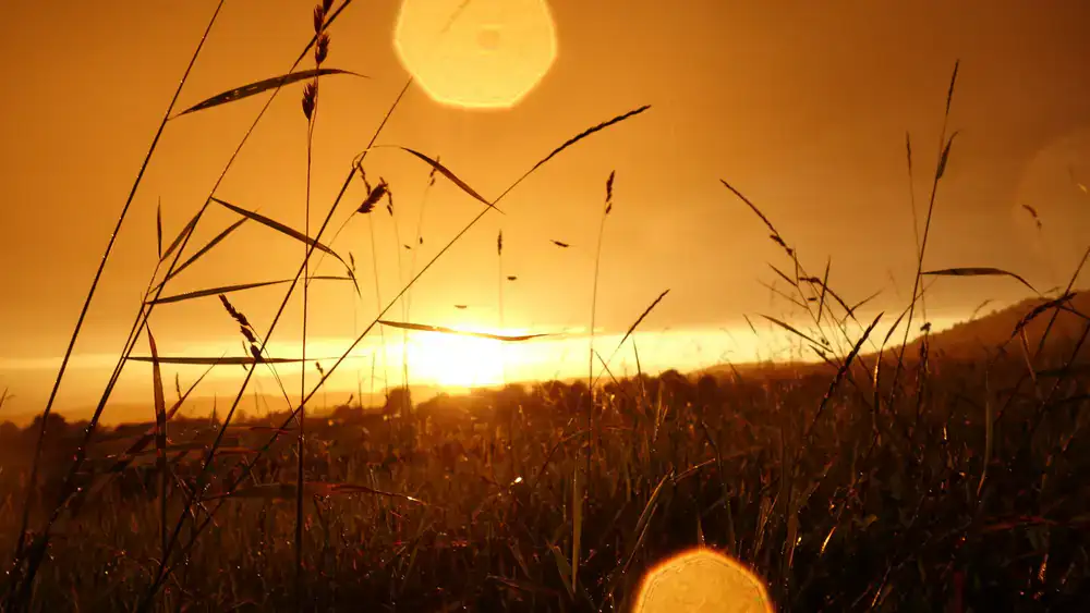 Cozy meadow gameplay screenshot